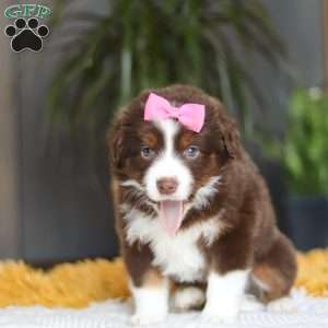 Digger, Miniature Australian Shepherd Puppy